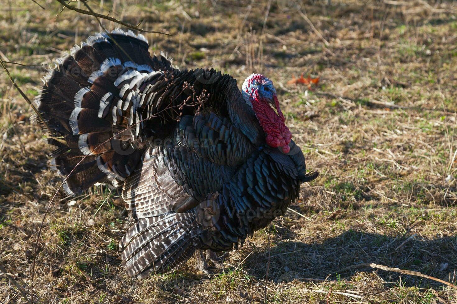 Domestic turkey in a courtyard photo