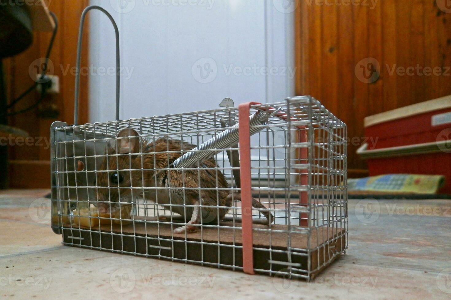 Mouse trapped into a mousetrap photo