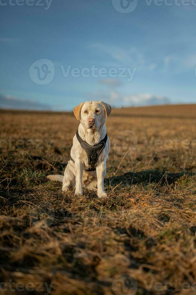 dog on the bow photo