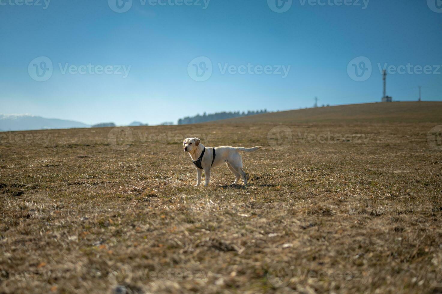 perro en el arco foto