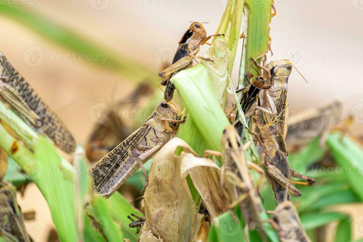 Grasshopper Patanga eating a leaf with gusto, Patanga on hanging grass in Grasshopper farm photo