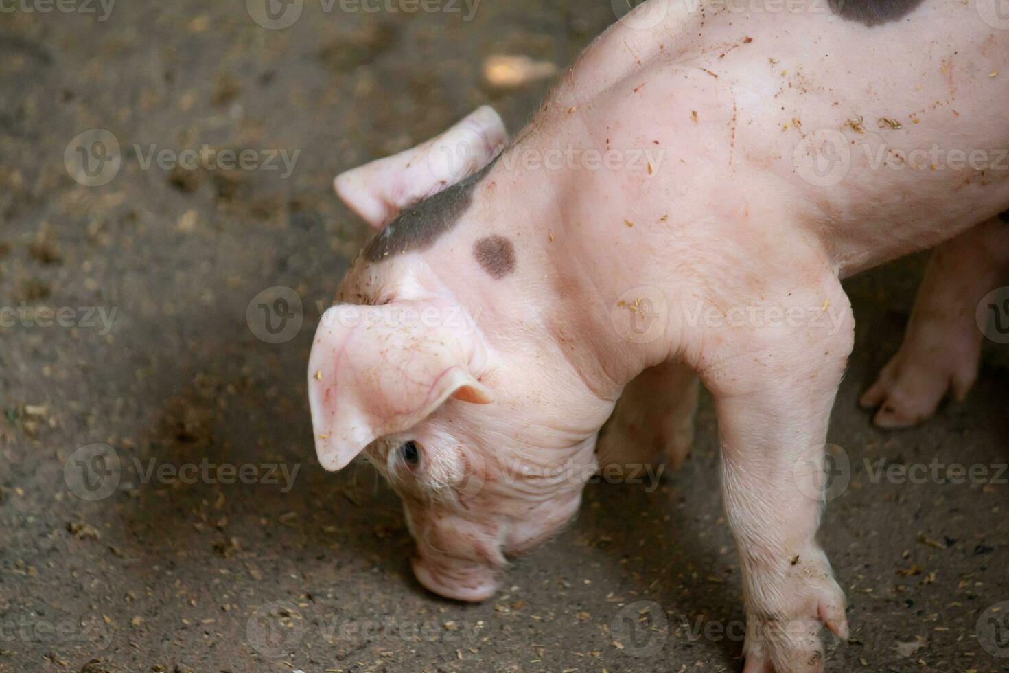 cerdito en un granja manchado foto