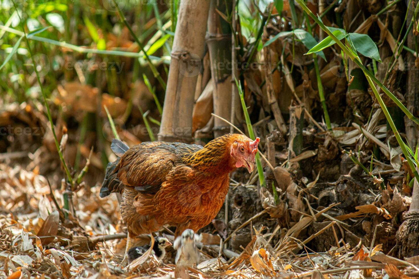 close up chicken on the farm photo