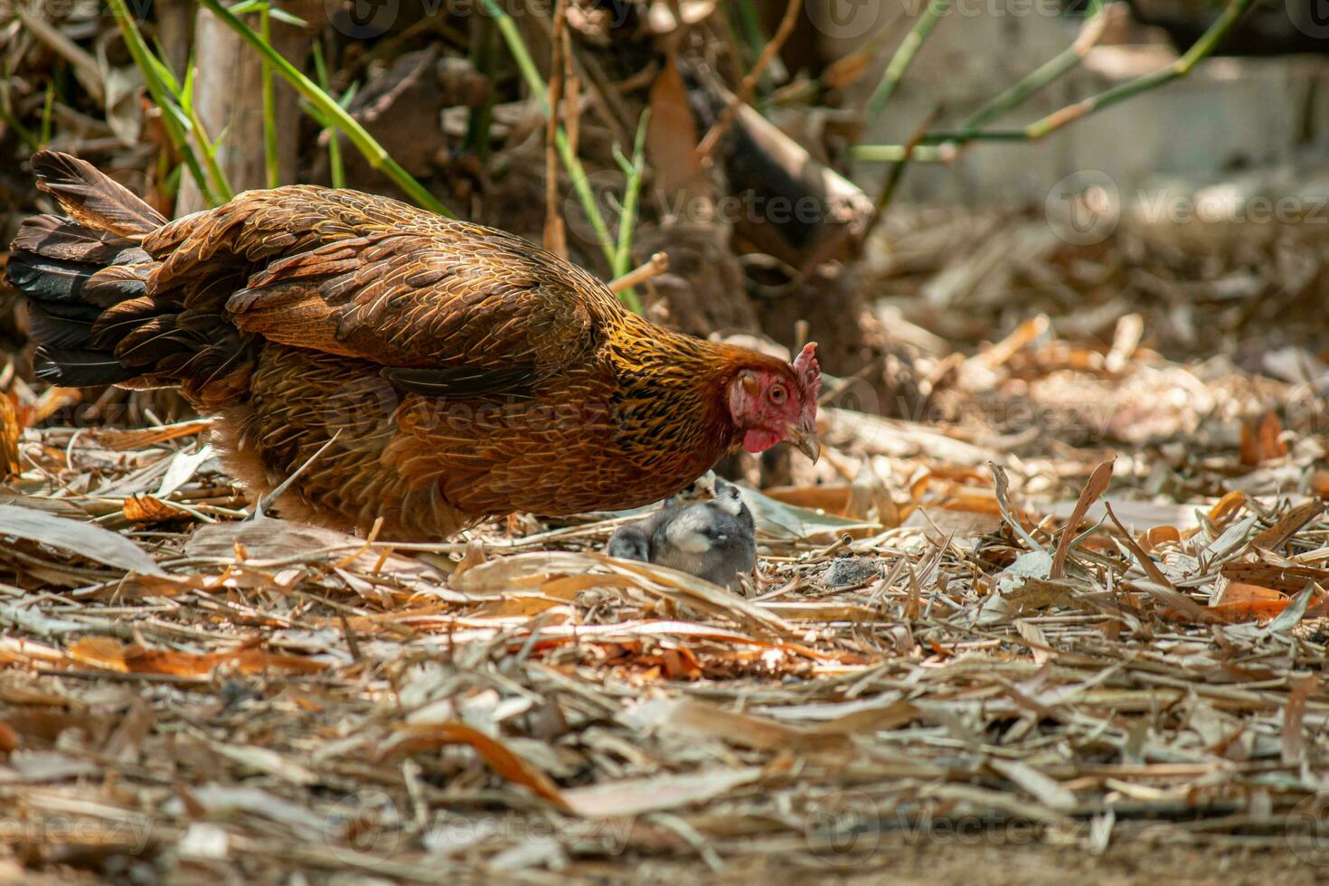 close up chicken on the farm photo