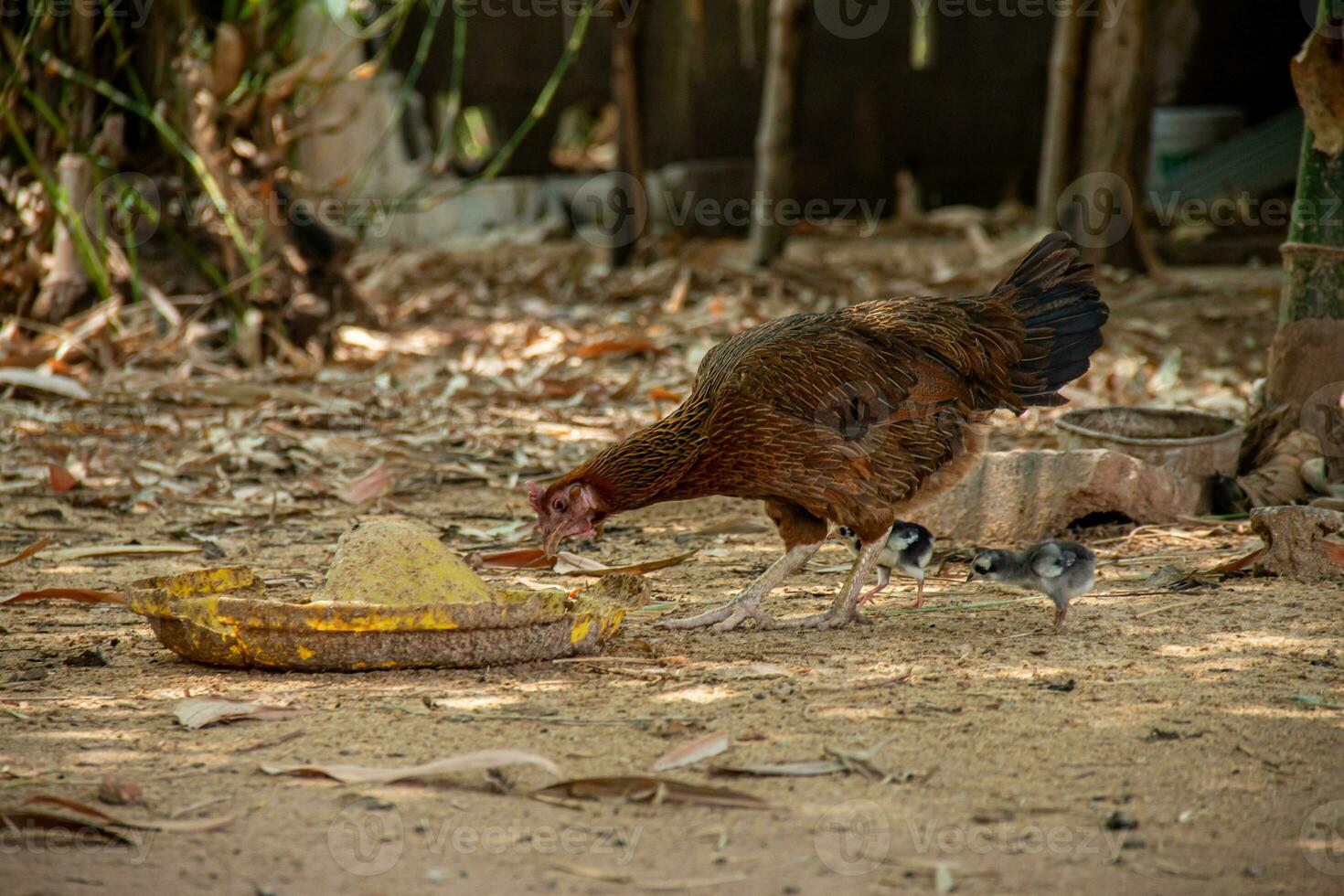 madre gallina y su joven mirando para alimento. foto