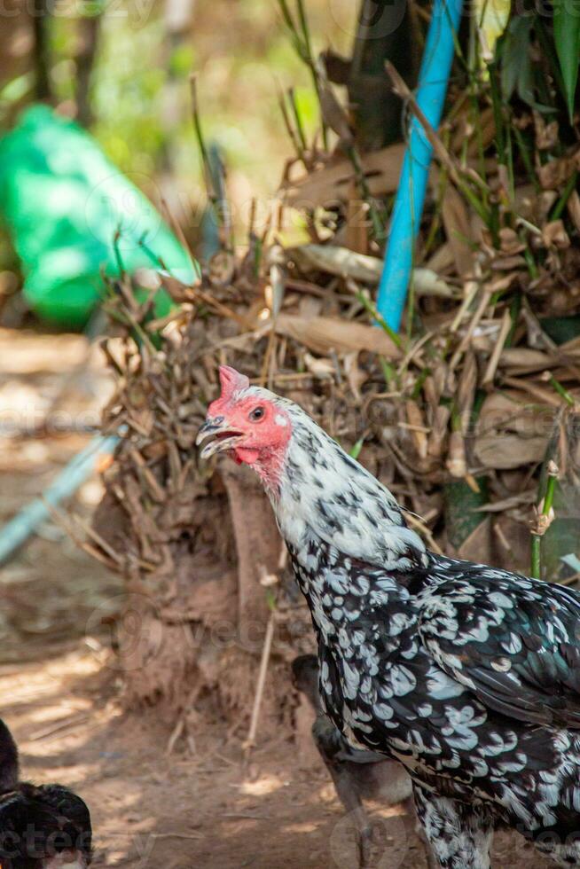 cerca arriba pollo en el granja foto