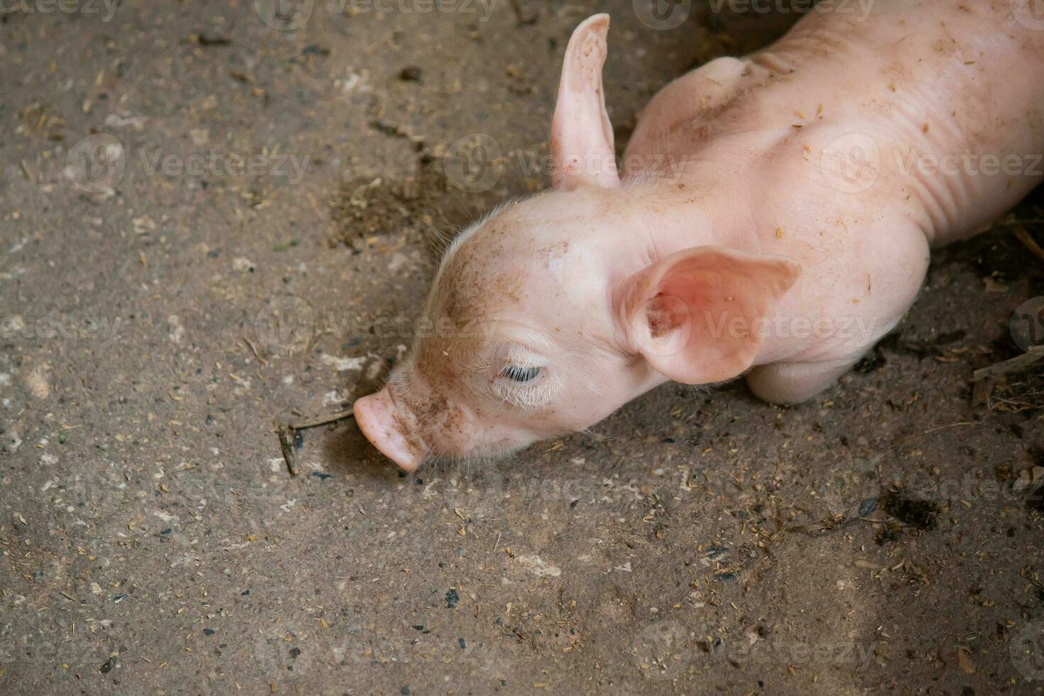 piglet on a farm soiled photo