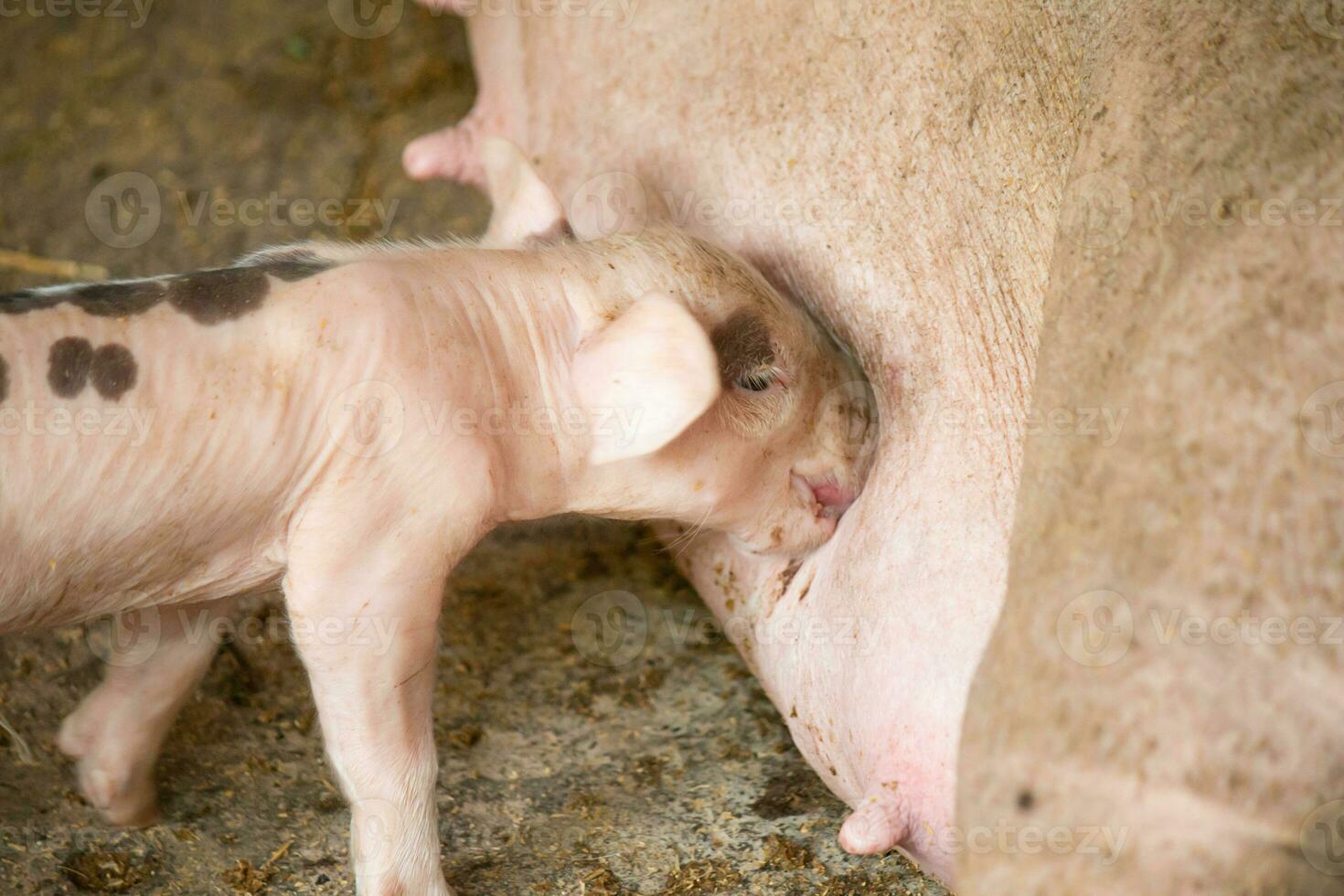 Piglets on a farm are soiled, feeding on their mother's milk. photo