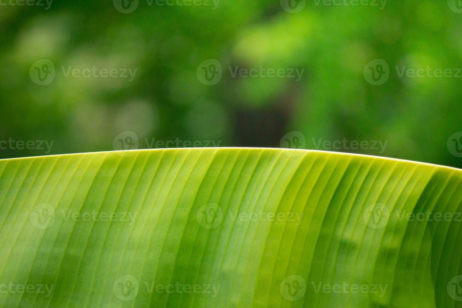 Green banana leaf texture. Space for text. beautiful nature photo