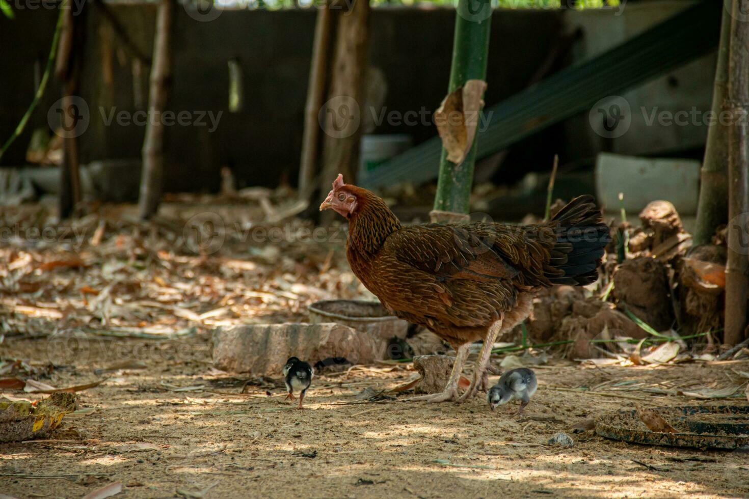 madre gallina y su joven mirando para alimento. foto