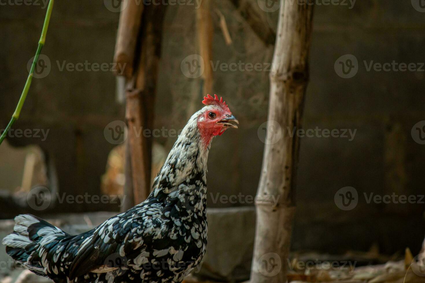 cerca arriba pollo en el granja foto