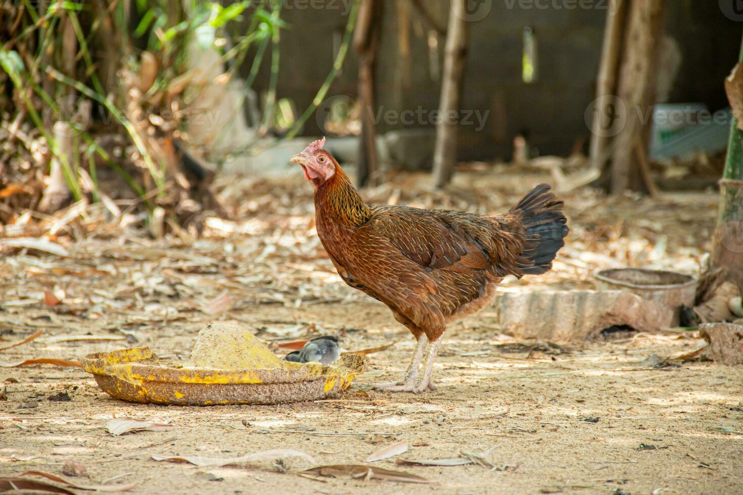 madre gallina y su joven mirando para alimento. foto