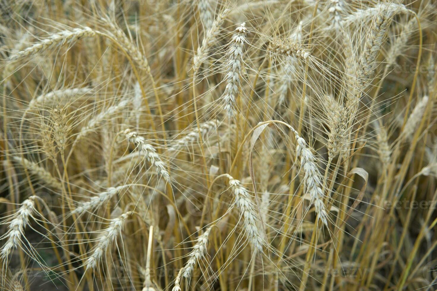 Ears of wheat growing in the field. The concept of harvesting. photo