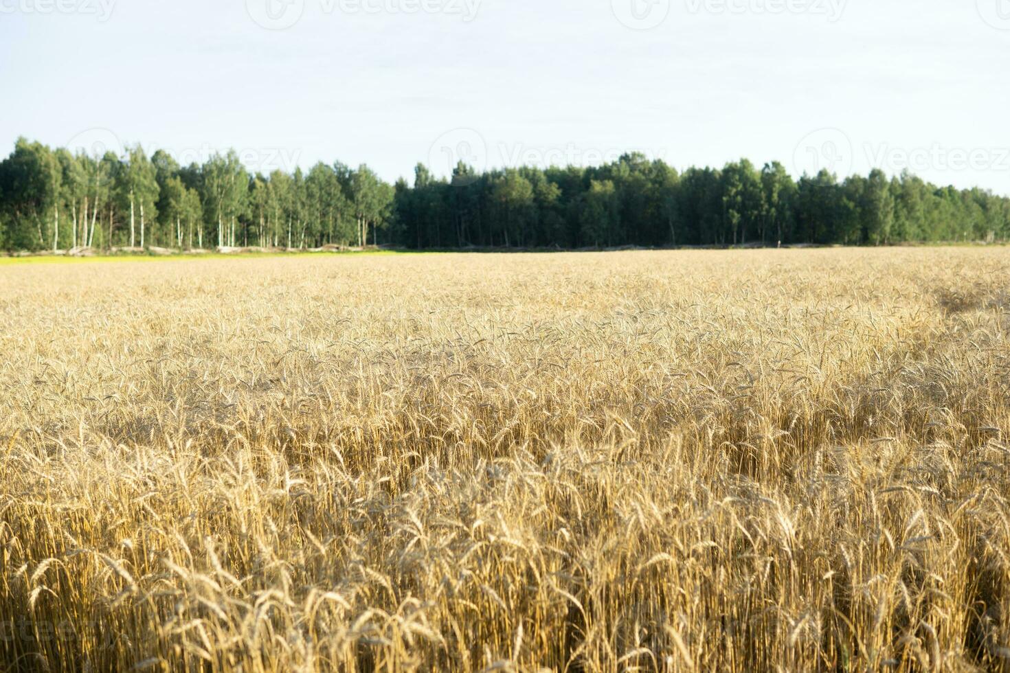 Ears of wheat growing in the field. The concept of harvesting. photo