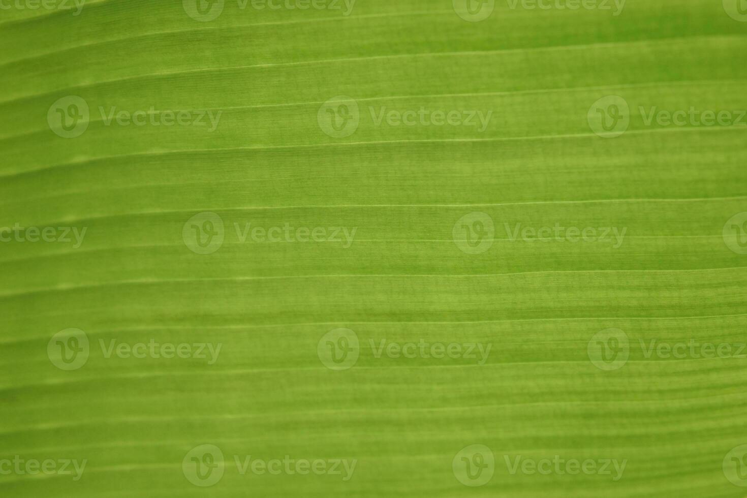 A leaf of a green plant in close-up, macro photography. photo