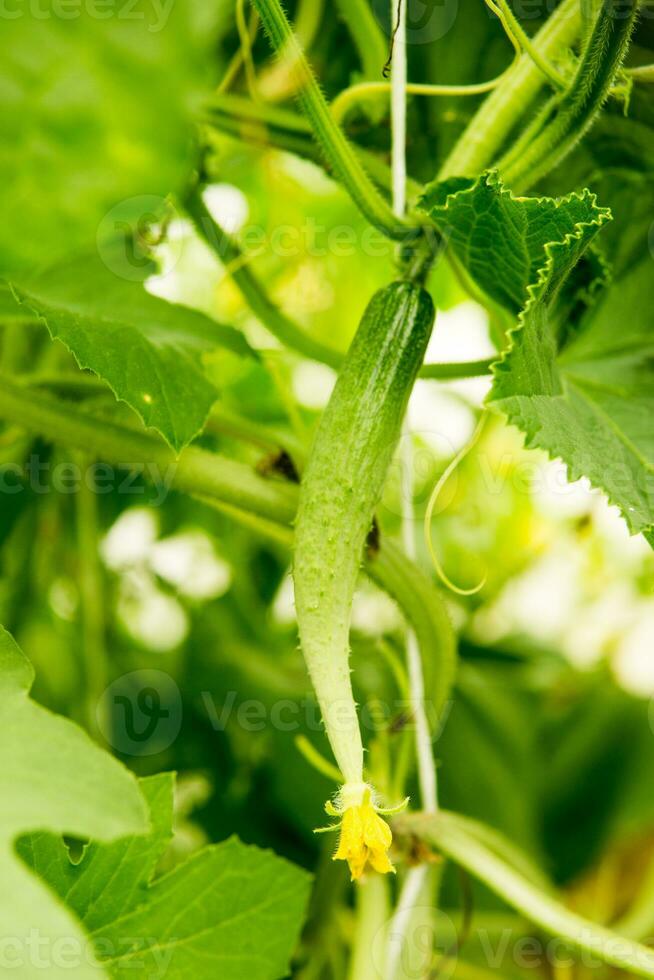 Cucumbers hang on a branch in the greenhouse. The concept of gardening and life in the country. photo