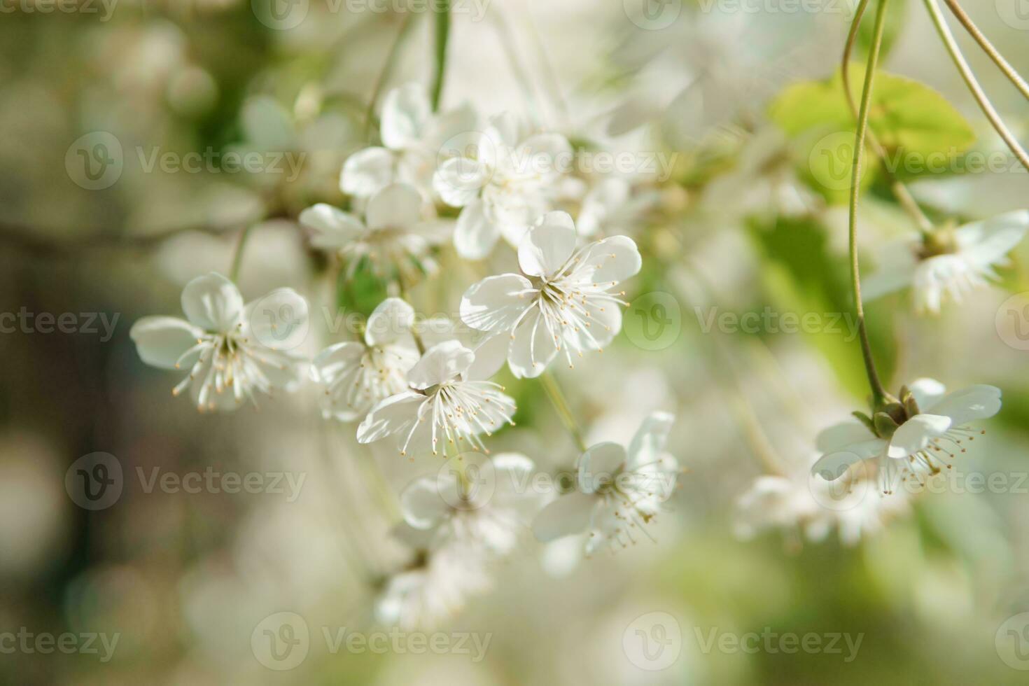 Blooming cherry branches with white flowers close-up, background of spring nature. Macro image of vegetation, close-up with depth of field. photo