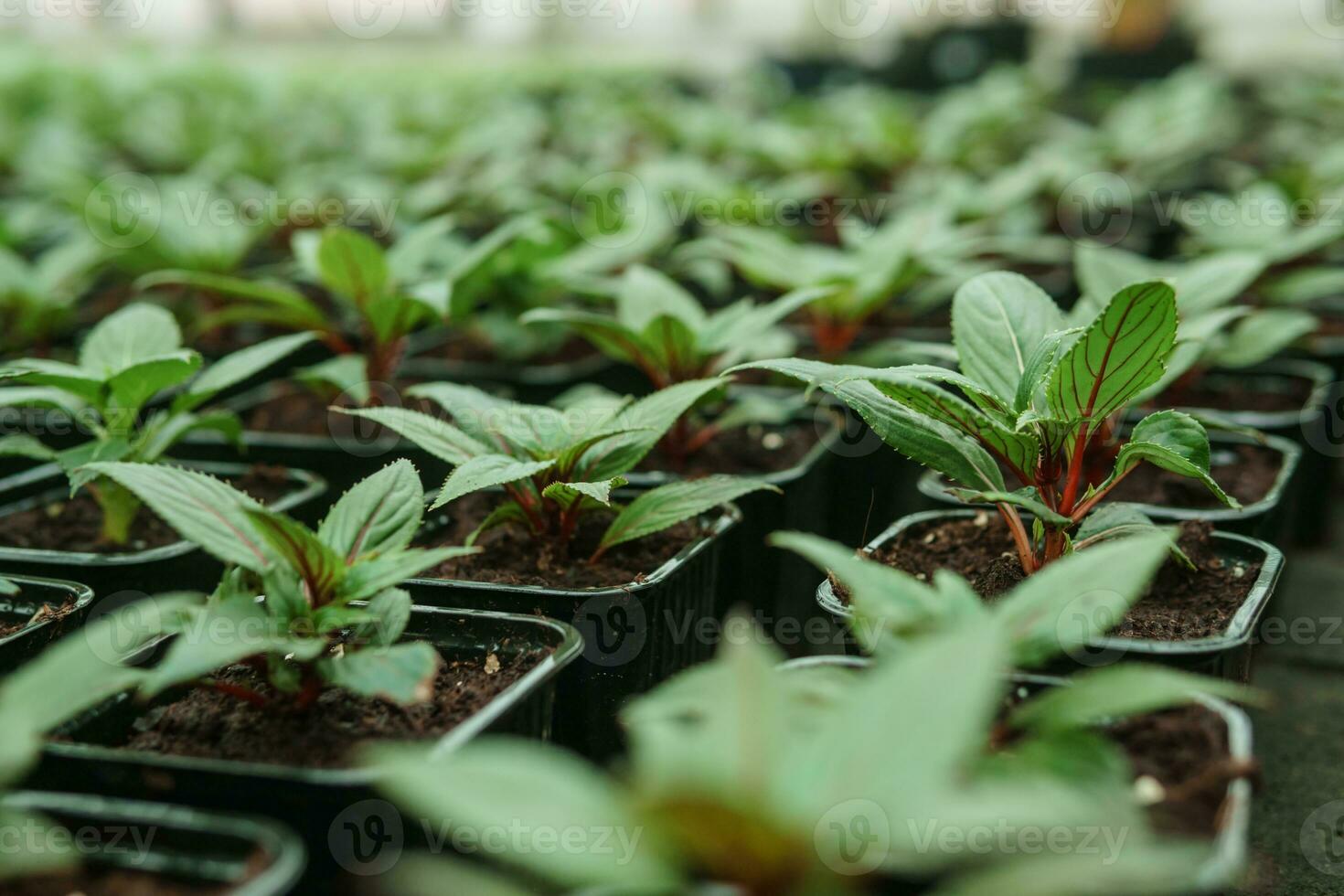 Greenhouse with a large variety of green plants. The concept of planting crops in spring. photo