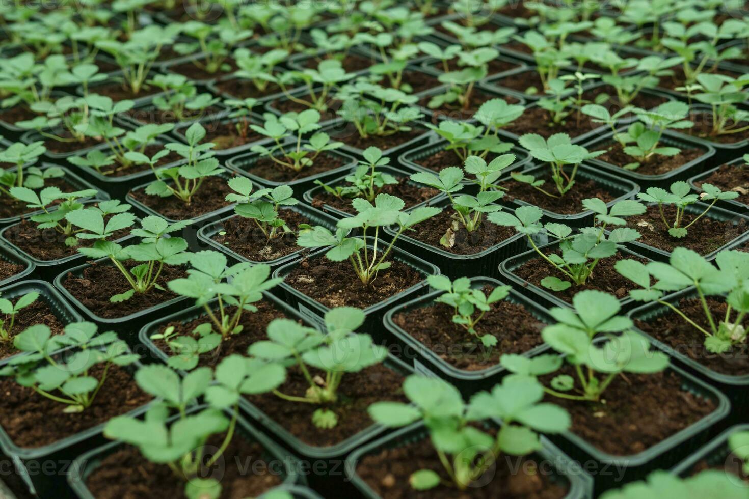 invernadero con un grande variedad de verde plantas. el concepto de plantando cultivos en primavera. foto