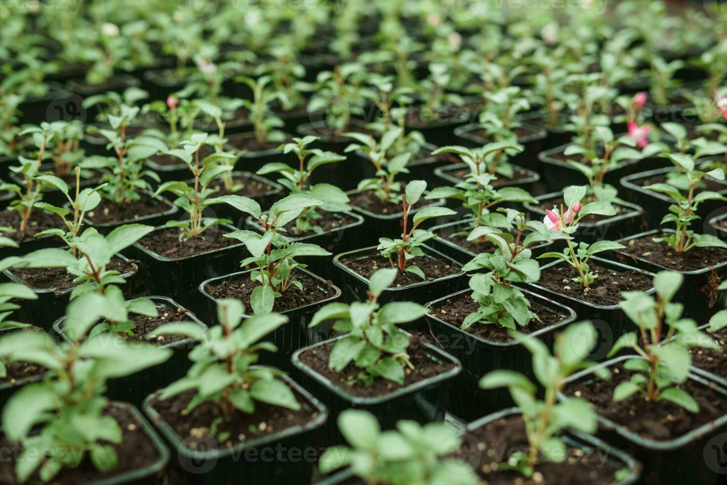 Greenhouse with a large variety of green plants. The concept of planting crops in spring. photo