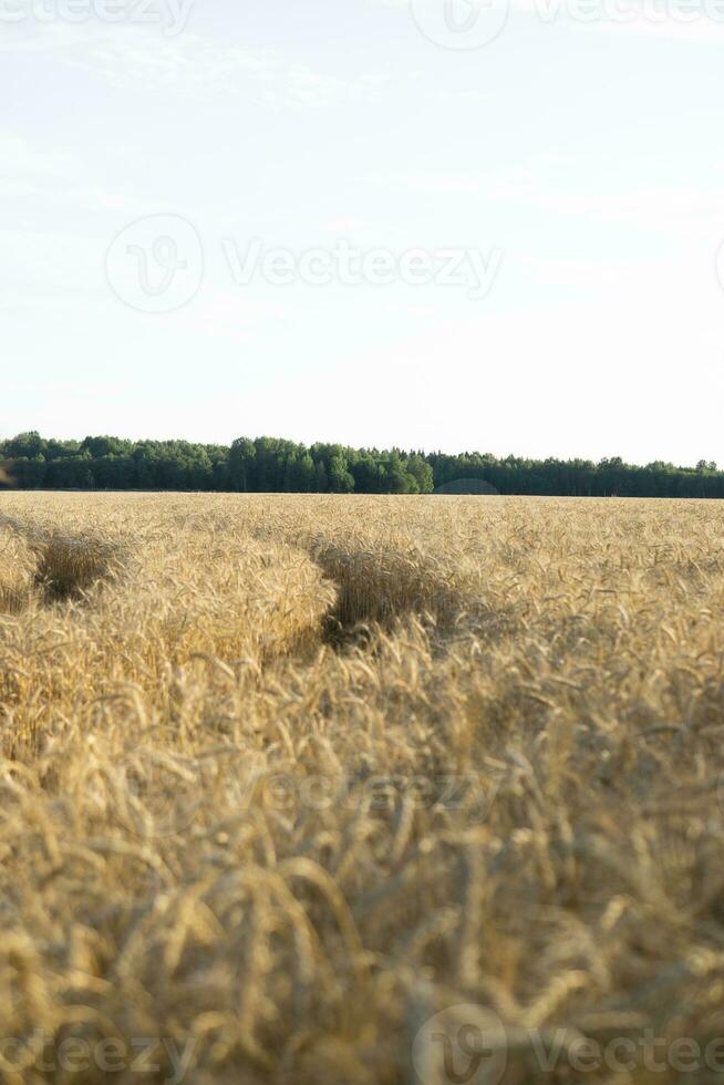 orejas de trigo creciente en el campo. el concepto de cosecha. foto
