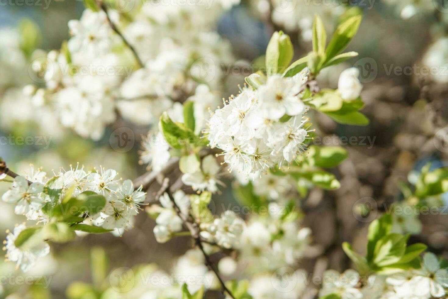 Blooming cherry branches with white flowers close-up, background of spring nature. Macro image of vegetation, close-up with depth of field. photo