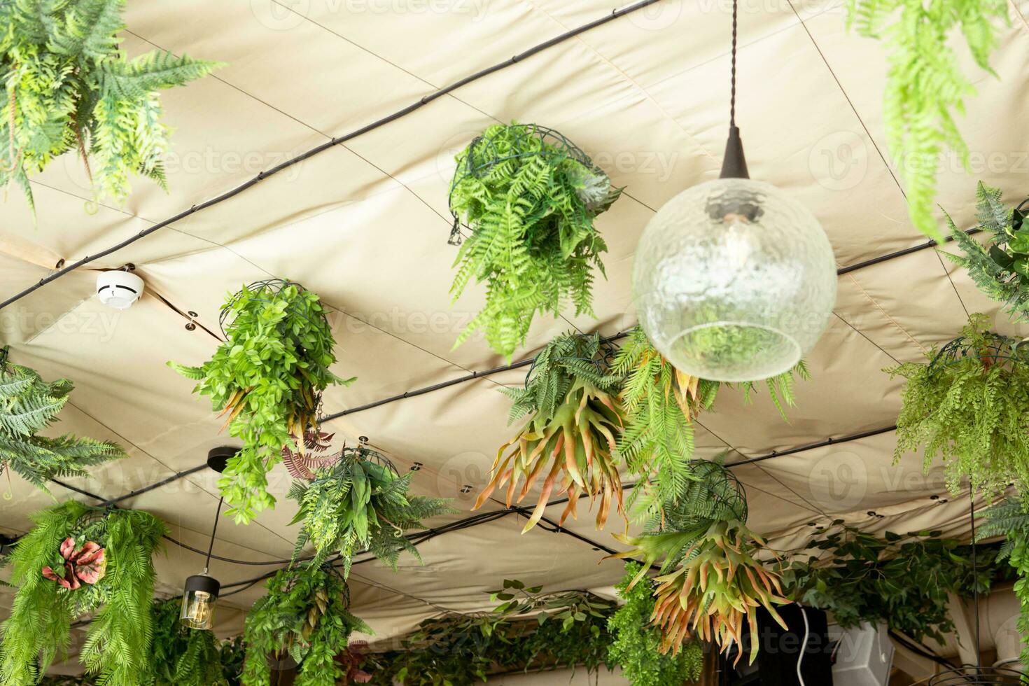 Cafe interior with elements of biophilic design. The ceiling is decorated with hanging indoor plants. The concept of biophilia photo