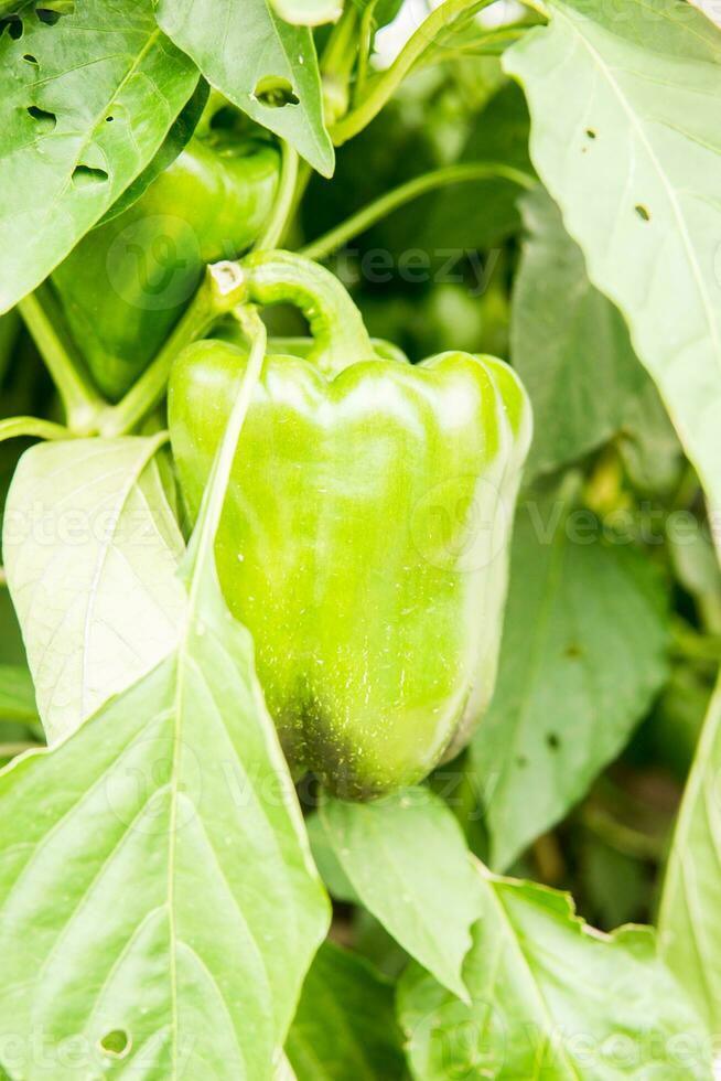 Cucumbers hang on a branch in the greenhouse. The concept of gardening and life in the country. photo