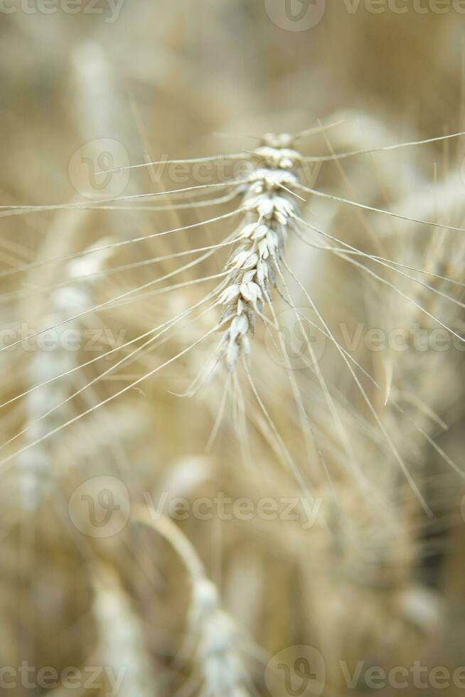 orejas de trigo creciente en el campo. el concepto de cosecha. foto