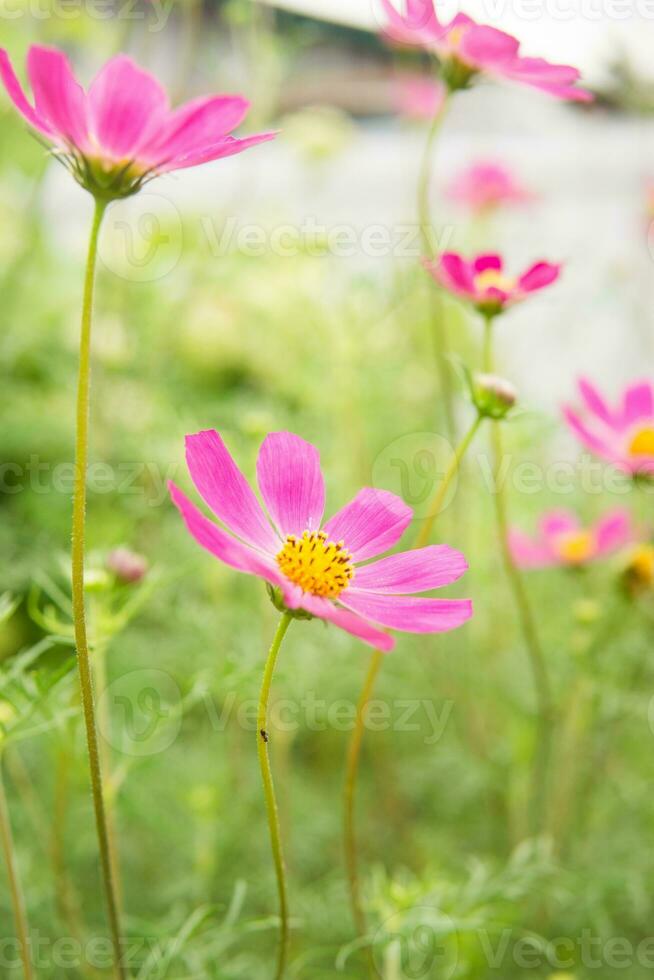 Beautiful pink flowers growing in the garden. Gardening concept, close-up. photo