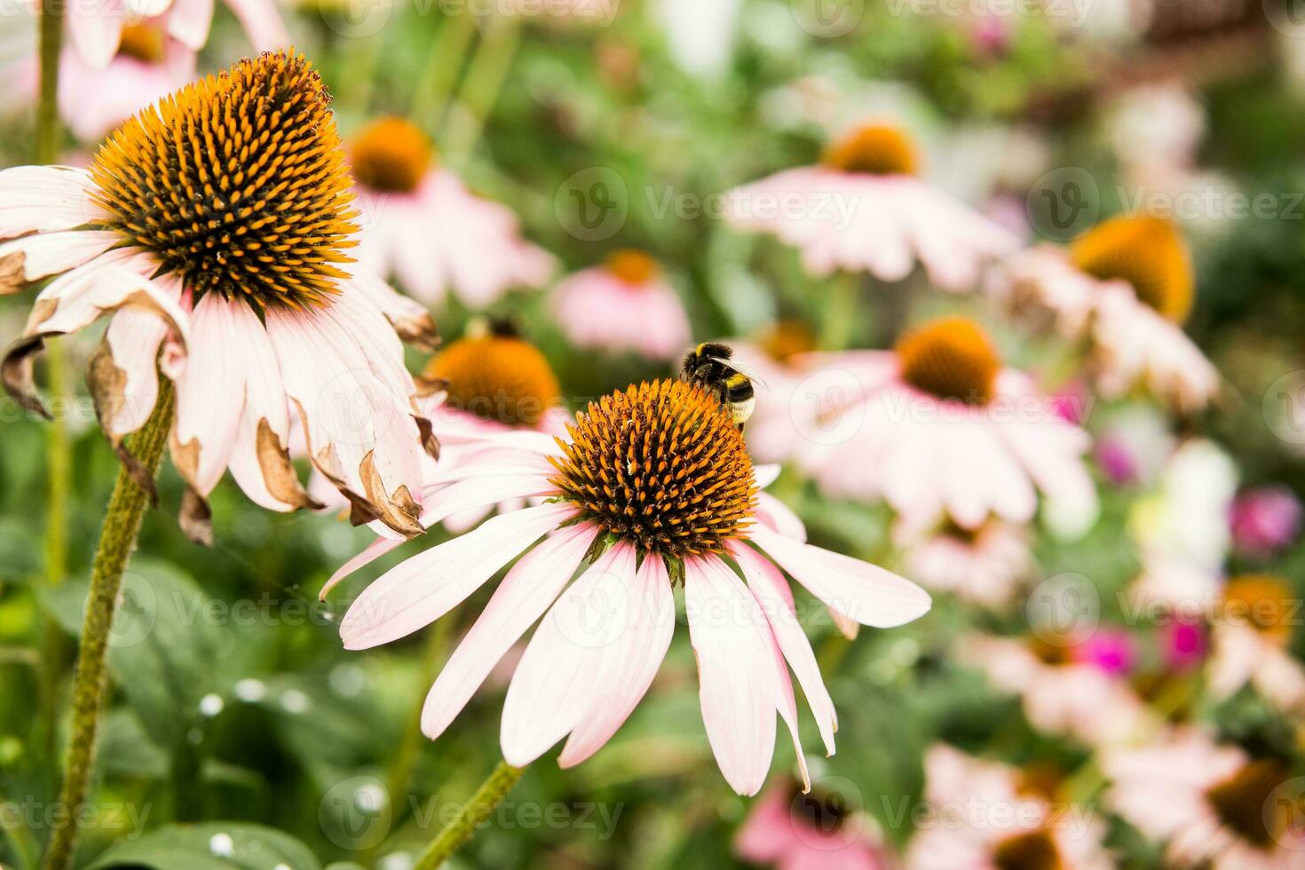 Beautiful daisies growing in the garden. Gardening concept, close-up. The flower is pollinated by a bumblebee. photo