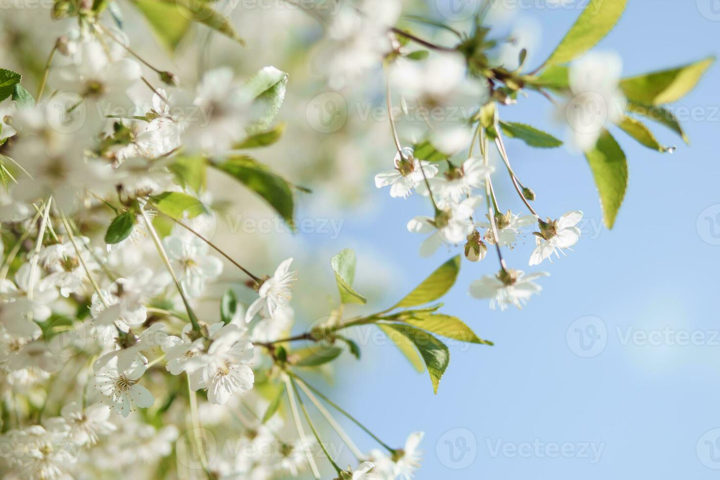 Blooming cherry branches with white flowers close-up, background of spring nature. Macro image of vegetation, close-up with depth of field. photo