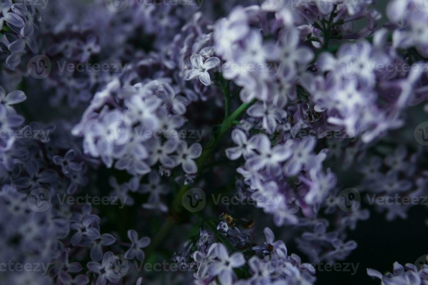 Background with lilac flowers close-up. Macro shooting. photo