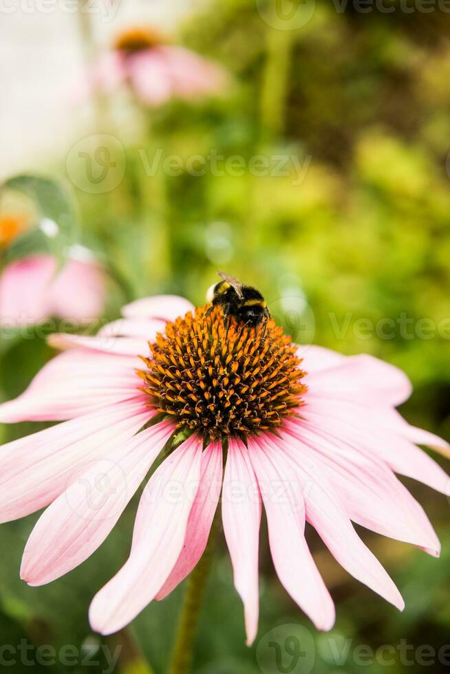 Beautiful daisies growing in the garden. Gardening concept, close-up. The flower is pollinated by a bumblebee. photo
