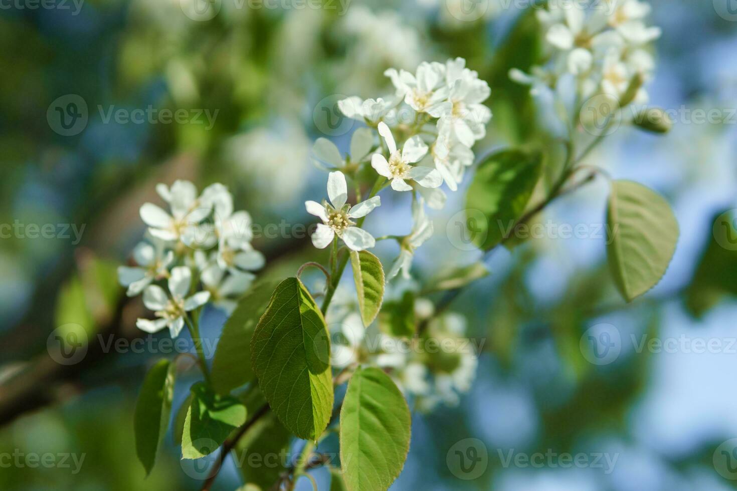 Blooming cherry branches with white flowers close-up, background of spring nature. Macro image of vegetation, close-up with depth of field. photo