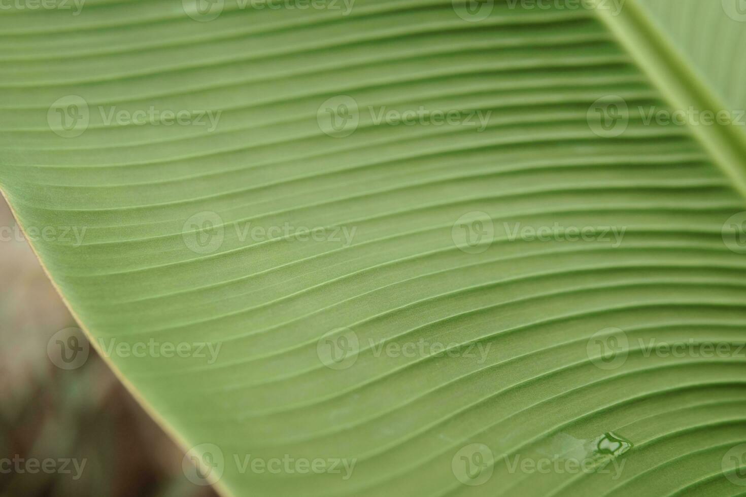 A leaf of a green plant in close-up, macro photography. photo