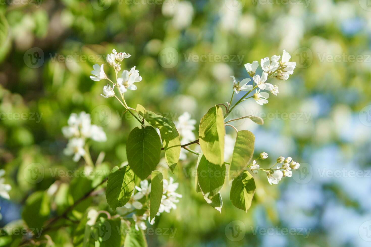 Blooming cherry branches with white flowers close-up, background of spring nature. Macro image of vegetation, close-up with depth of field. photo