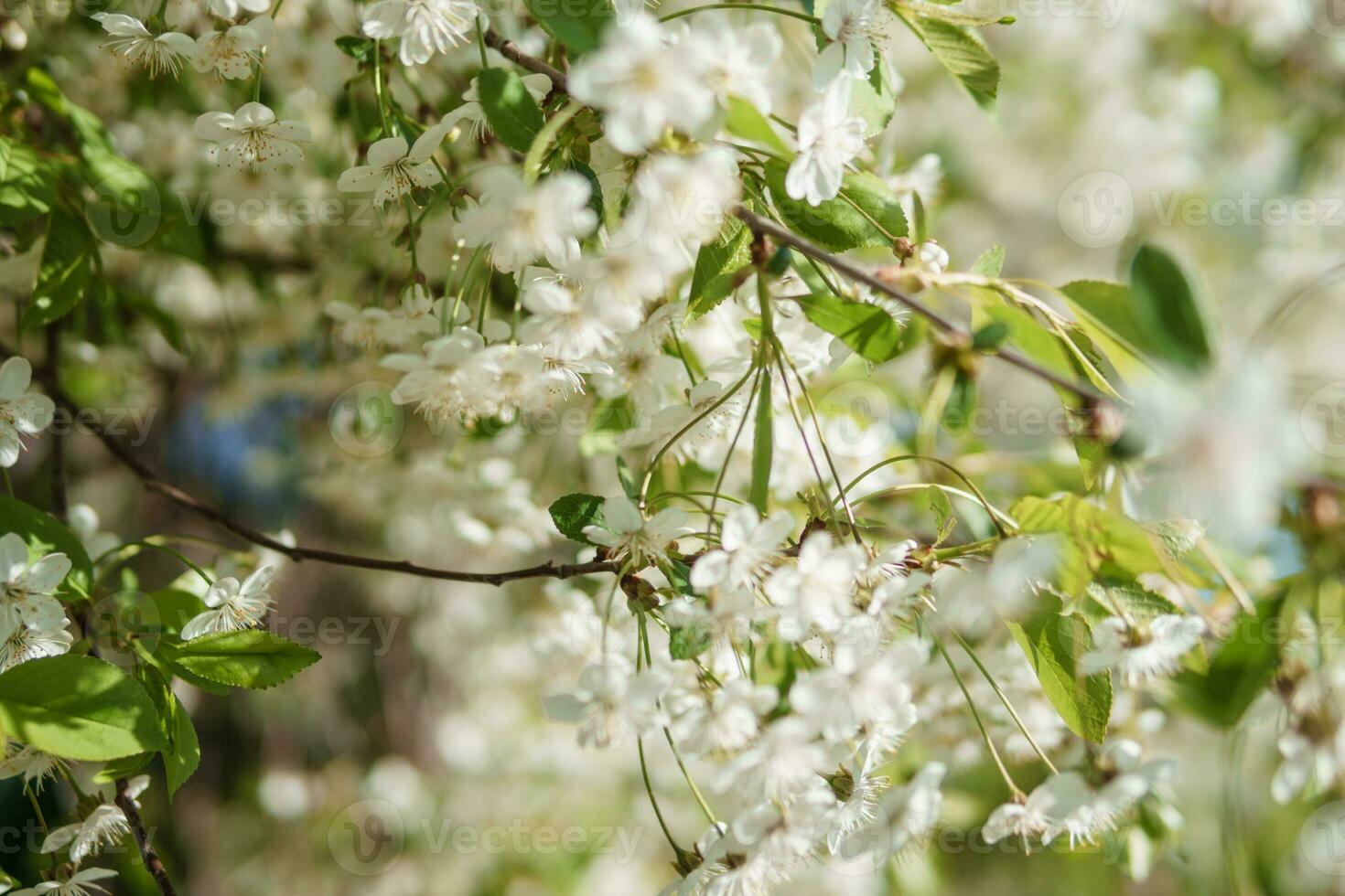 Blooming cherry branches with white flowers close-up, background of spring nature. Macro image of vegetation, close-up with depth of field. photo