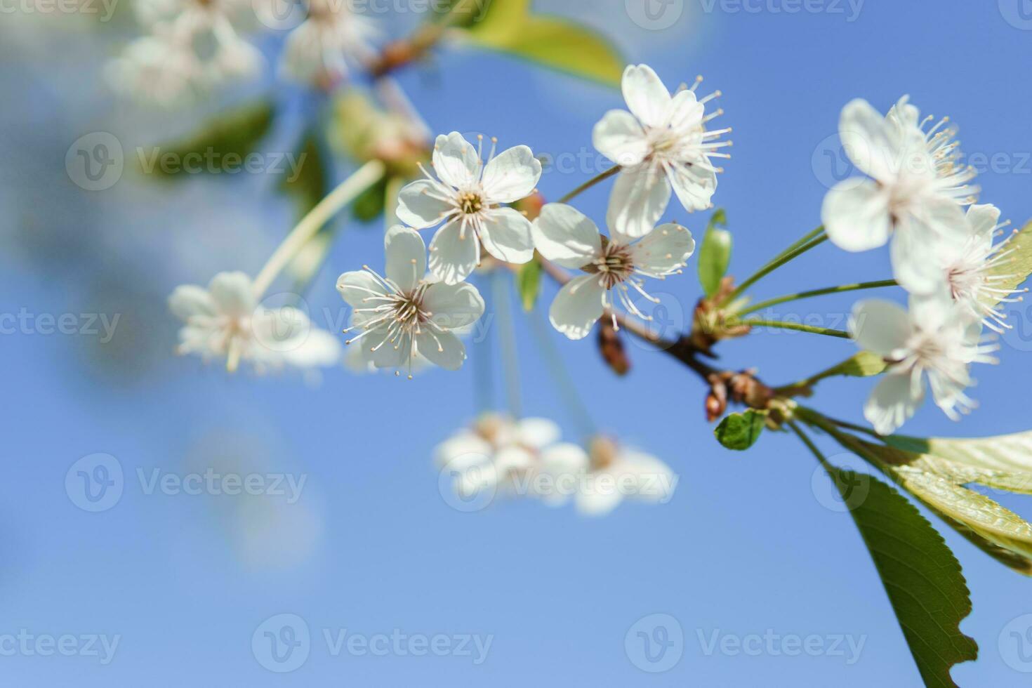 Blooming cherry branches with white flowers close-up, background of spring nature. Macro image of vegetation, close-up with depth of field. photo