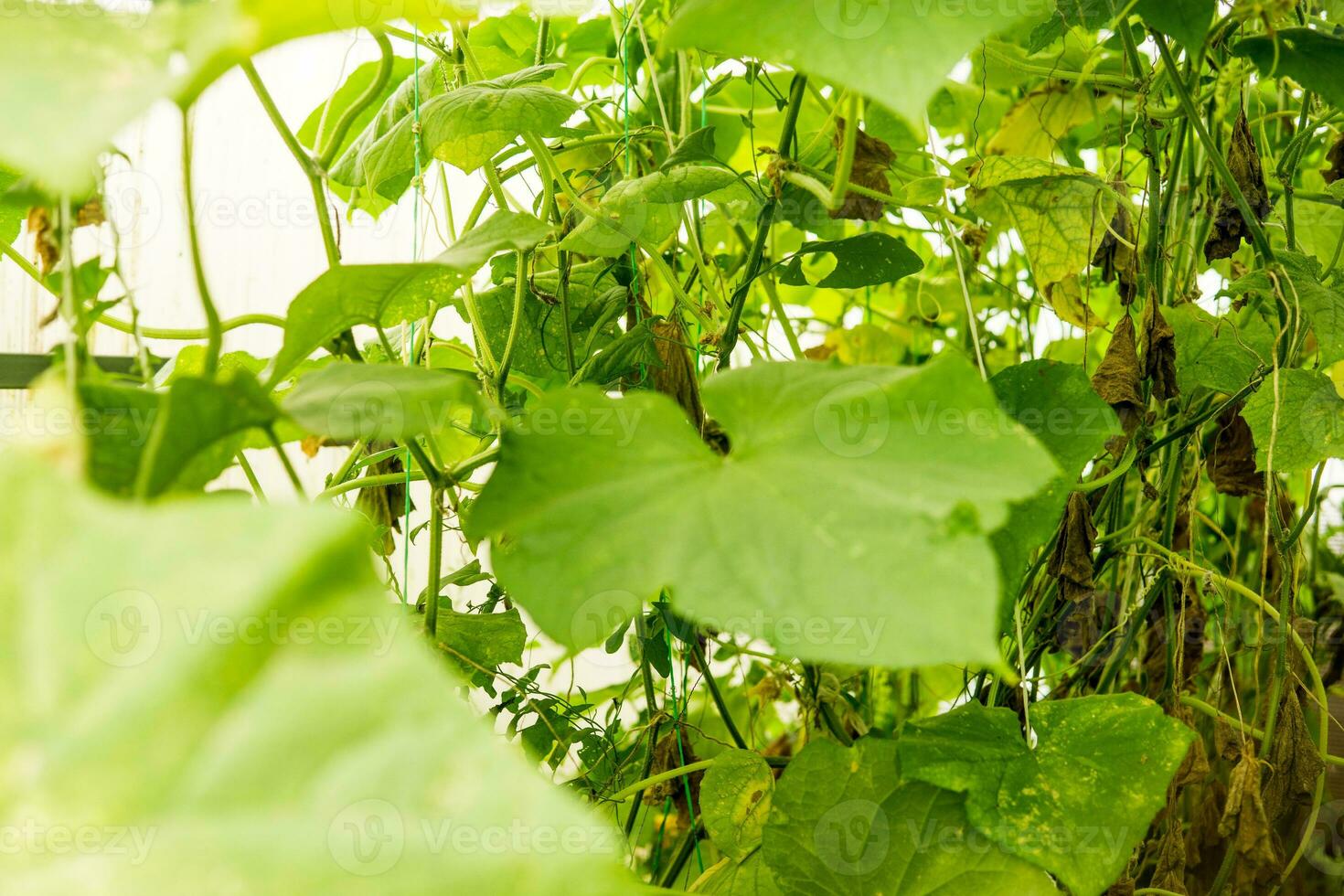 pepinos colgar en un rama en el invernadero. el concepto de jardinería y vida en el país. foto