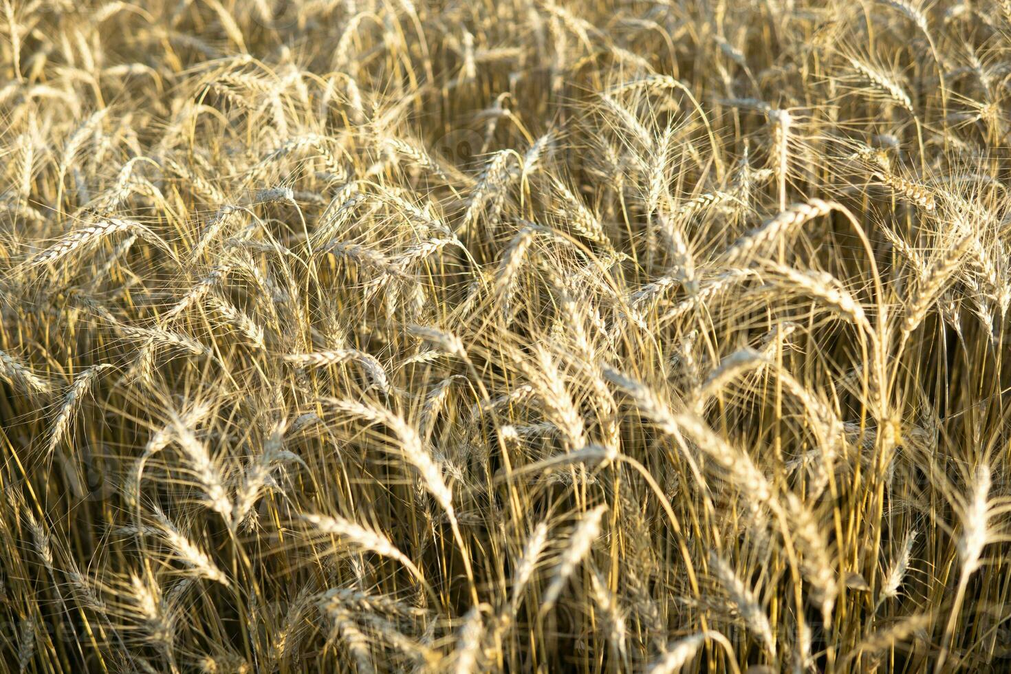 Ears of wheat growing in the field. The concept of harvesting. photo