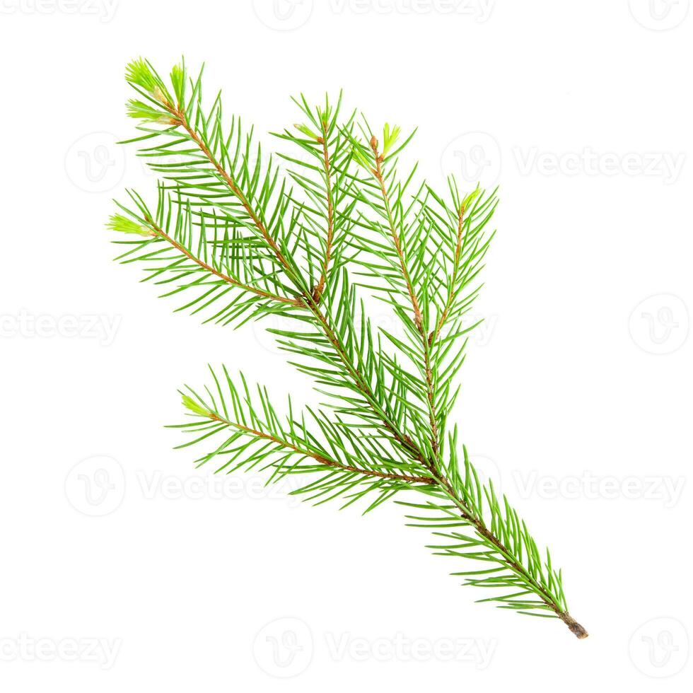 Fir tree branch with young needles sprouts isolated on a white background. Stock photo