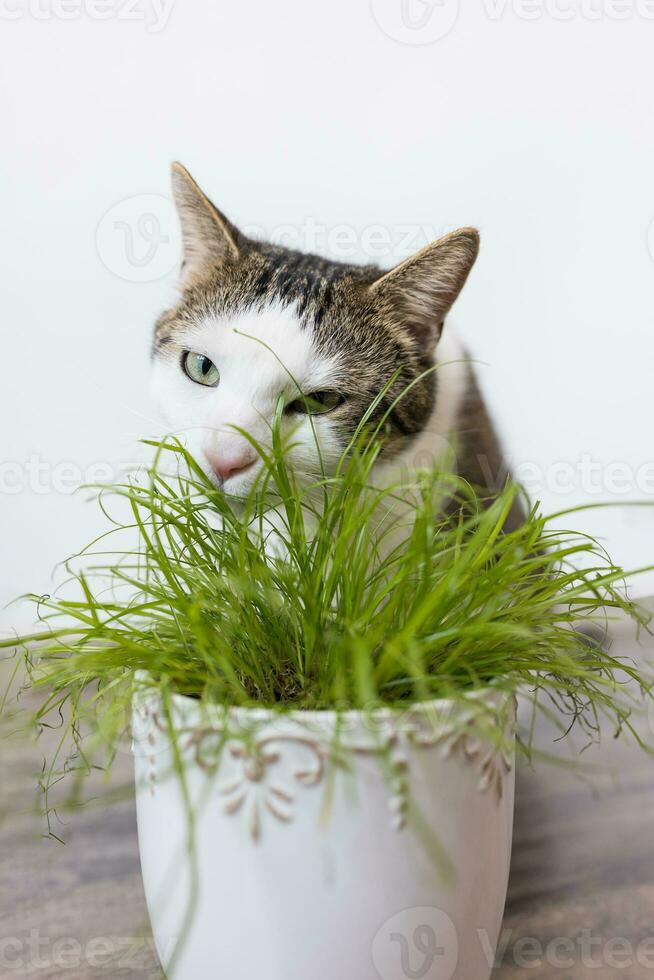 Doméstico gato comiendo jugoso verde césped para gatos cyperus zumula en maceta, interior gato salud cuidado concepto foto