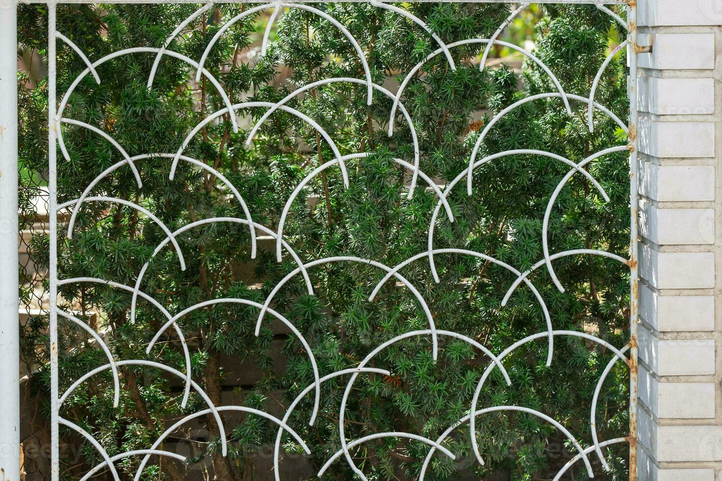 Green Taxus cuspidata, the Japanese yew or spreading yew behind the old vintage iron lattice fence photo