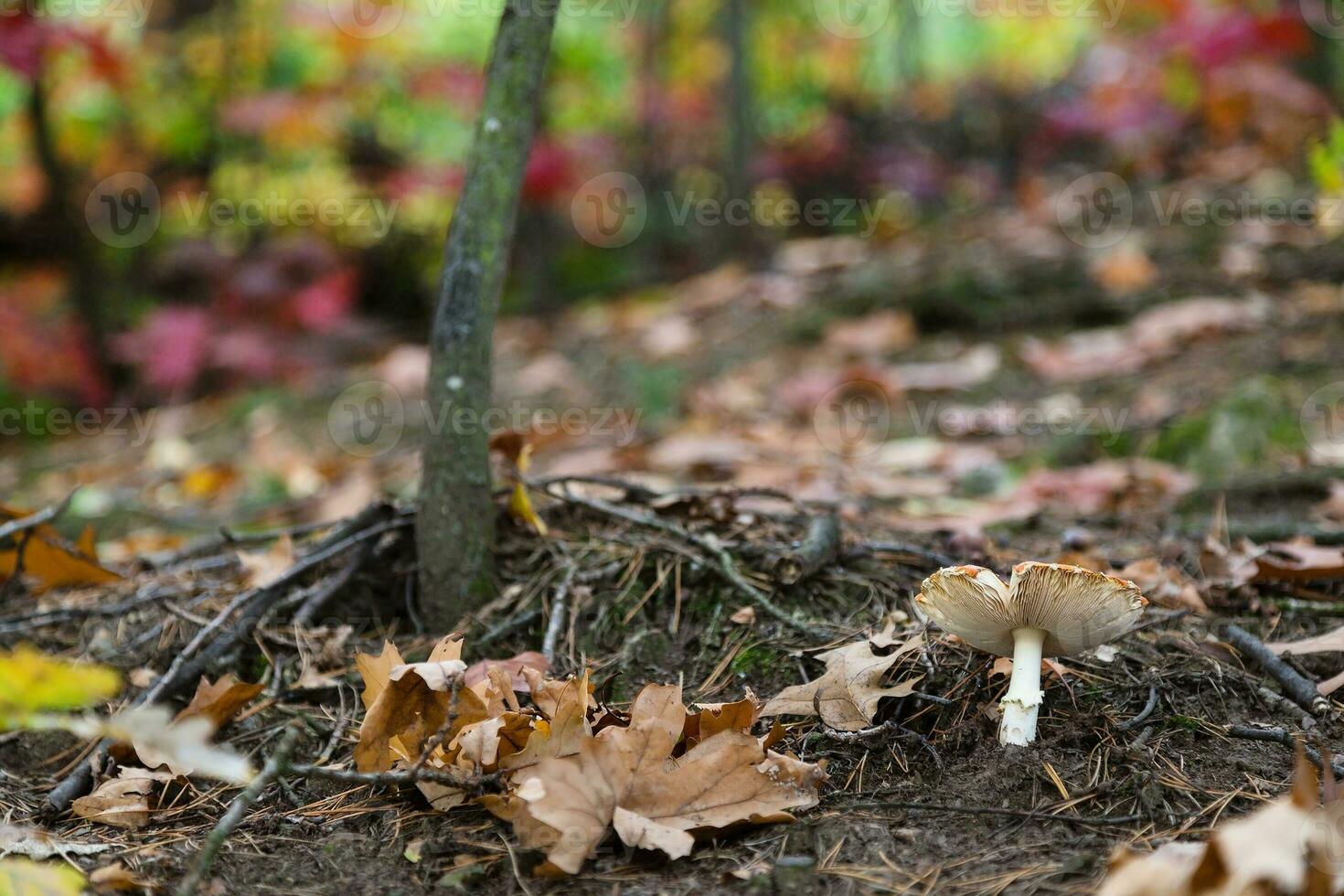 Mushroom under the tree in autumn forest photo