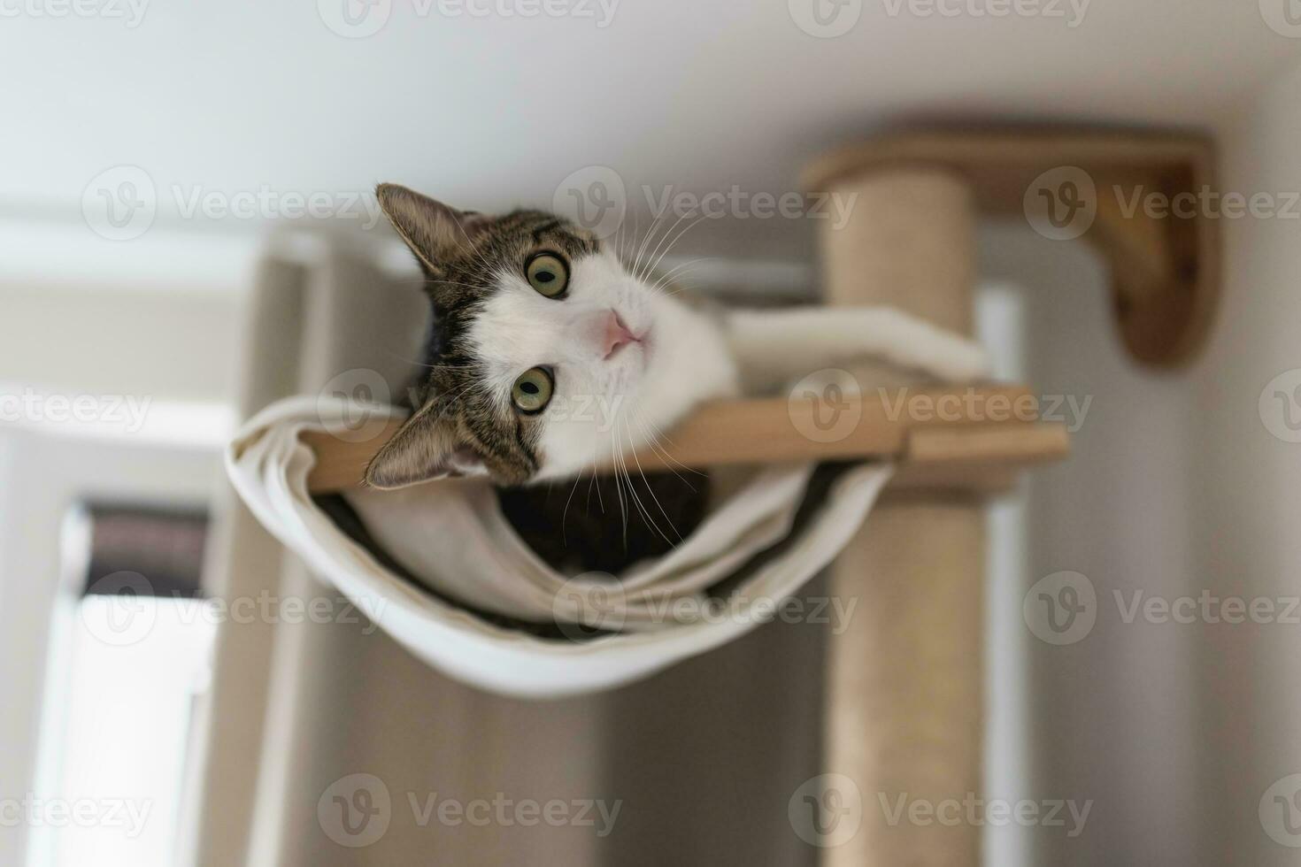 Happy cat laying in hammock on scratching post under the ceiling photo