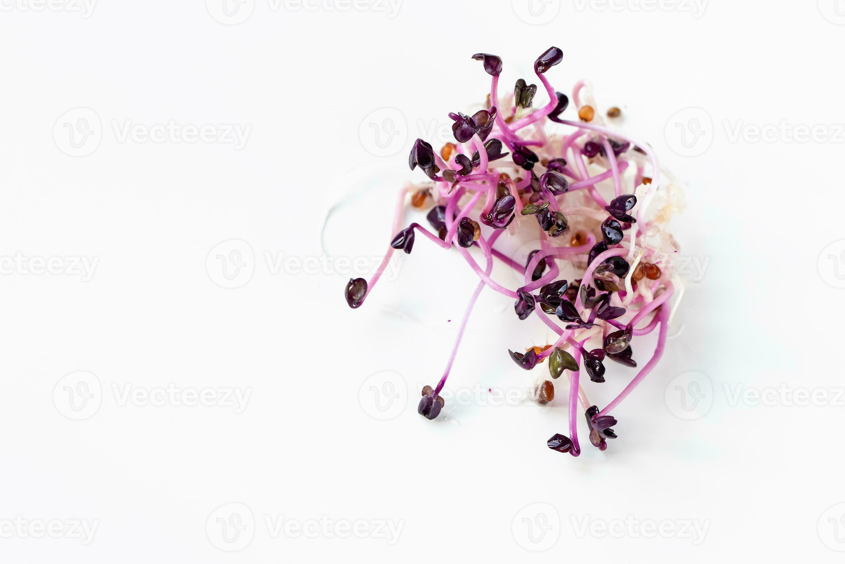 fresh red purple radish sprouts on white 24945772 Stock Photo at Vecteezy