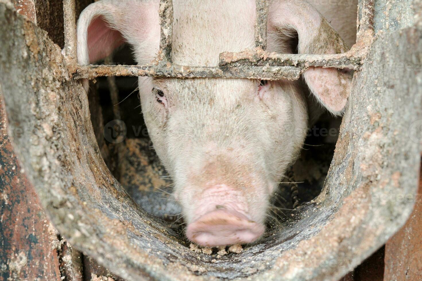 The muzzle of a hungry pig at an empty feeder. photo