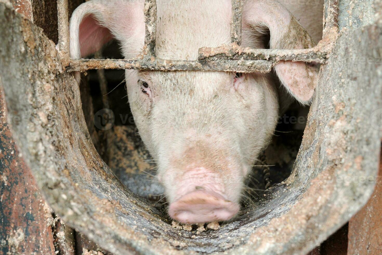 el bozal de un hambriento cerdo a un vacío alimentador. foto