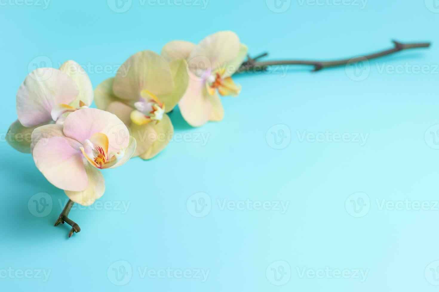 Natural orchid flower branch on blue background photo